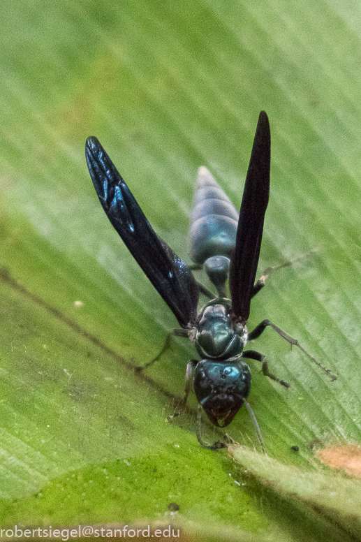 panama